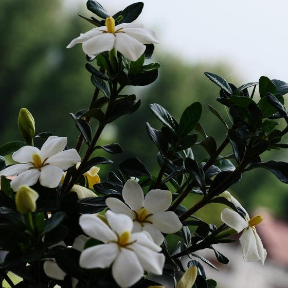 kleims hardy gardenia shrub white and yellow flowers