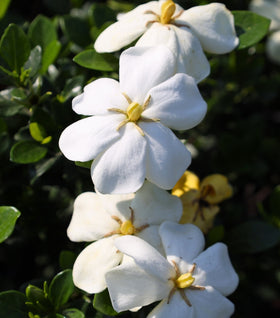 Kleim's Hardy Gardenia