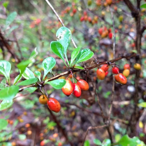 Close up of Korean Barberry shrub