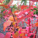 Red foliage on Korean Barberry shrub
