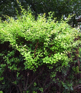 Korean Barberry