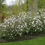Viburnum Korean Spice Bush as a Foundation Planting on a Landscape