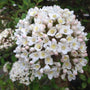 Korean Spice Viburnum Shrubs with Pink and White Flowers and Evergreen Foliage