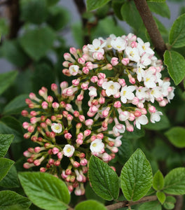 Korean Spice Viburnum