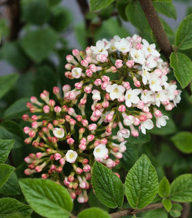 Korean Spice Viburnum