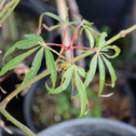 close look at the green lace leaf foliage on koto no ito japanese maple