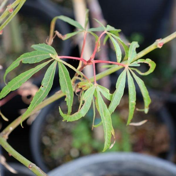 close look at the green lace leaf foliage on koto no ito japanese maple