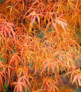 Koto No Ito Japanese Maple
