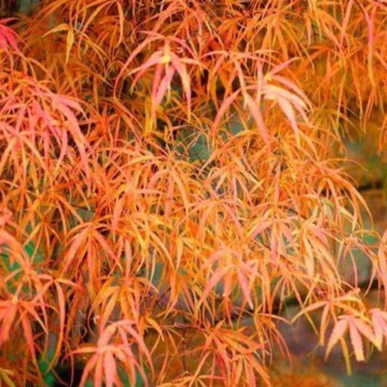 red and orange fall foliage on koto no ito japanese maple