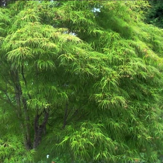 Koto No Ito Japanese Maple Tree