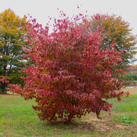 Cornus Kousa White Dogwood in Fall