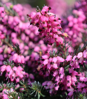 Kramer's Red Heather