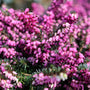 mass of pink blooms on red heather plant early spring blooming groundcover plant