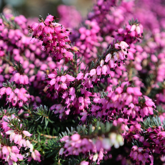 mass of pink blooms on red heather plant early spring blooming groundcover plant