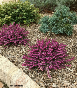 Kramer's Red Heather