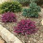 Kramer's Red Heather blooming in late winter along a garden border