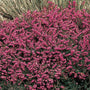Kramer's Red Heather in a rock garden with dark green foliage and bright flowers