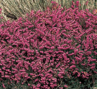 Kramer's Red Heather in a rock garden with dark green foliage and bright flowers
