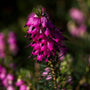 close look at red winter heather blossoms