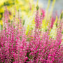 winter blooming kramers red heather