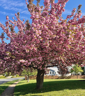 Kwanzan Cherry Tree