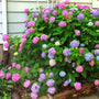 LA Dreamin Hydrangea Shrub with Purple Pink and Blue Flowers and vibrant green foliage