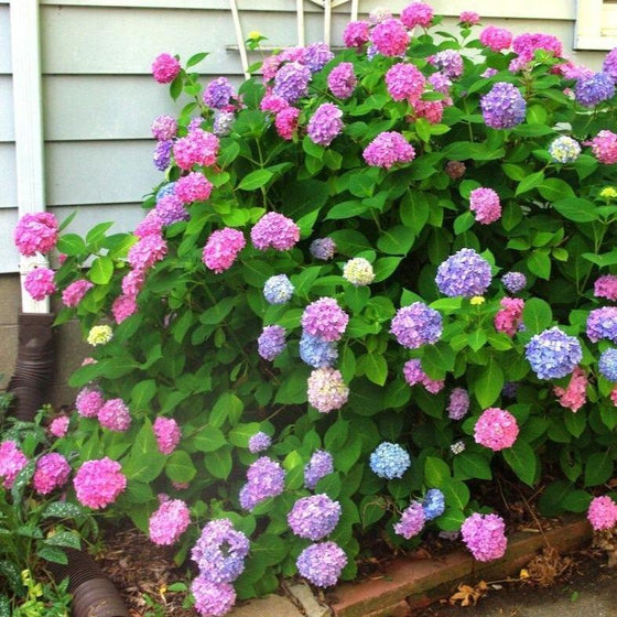 L.A. Dreamin' Hydrangea Shrubs for Sale | Garden Goods Direct