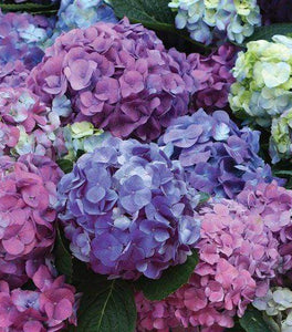 L.A. Dreamin'® Hydrangea