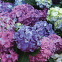 Lindsay Ann Hydrangea Shrub in Full Summer Bloom with blue purple and green hues