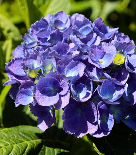 Buy Purple Hydrangeas Online | Garden Goods Direct