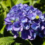 bold blue/purple hues on la dreamin hydrangea