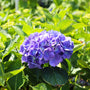 bright purple hydrangea