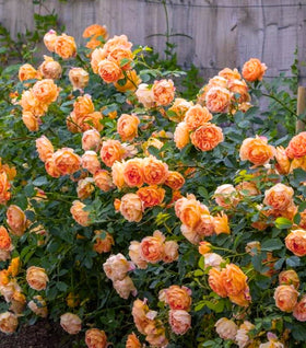 Lady of Shalott Rose