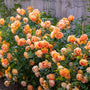 Lady of Shalott rose shrub in bloom, apricot-peach chalice flowers on arching canes, glowing against mid-green foliage.
