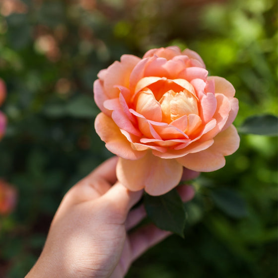 Lady of Shalott English Rose
