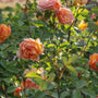 bushy Lady of Shalott rose with bronzed new leaves and arching stems, dotted with buds for repeat flowering through summer.