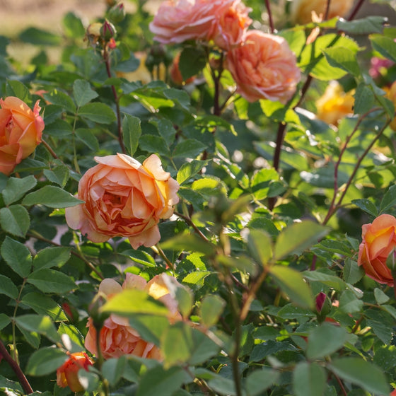 bushy Lady of Shalott rose with bronzed new leaves and arching stems, dotted with buds for repeat flowering through summer.