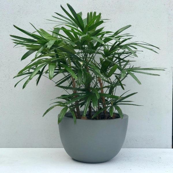 Lady Palm Plants for Sale