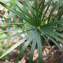 close-up view of Lady Palm Foliage