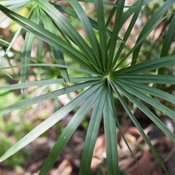 close-up view of Lady Palm Foliage
