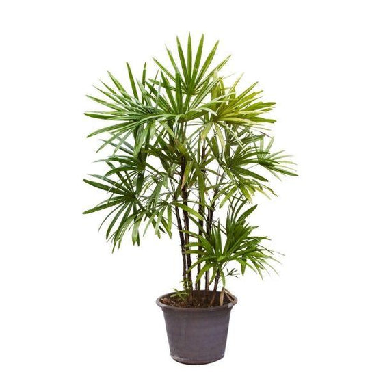 lady palm tree in front of a white background