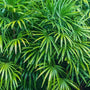 full grown lady palm plant with bright green foliage
