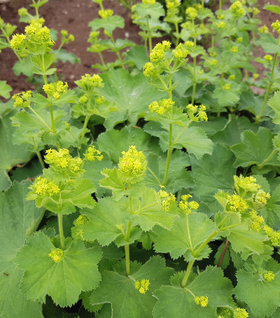 Lady's Mantle