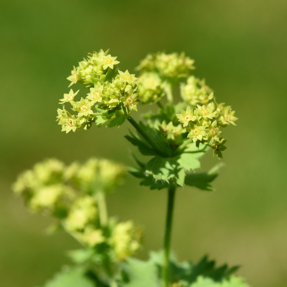 Lady's Mantle produces star shaped chartreuse flowers in June