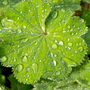 the scalloped leaves of the Lady's Mantle retain water after it rains