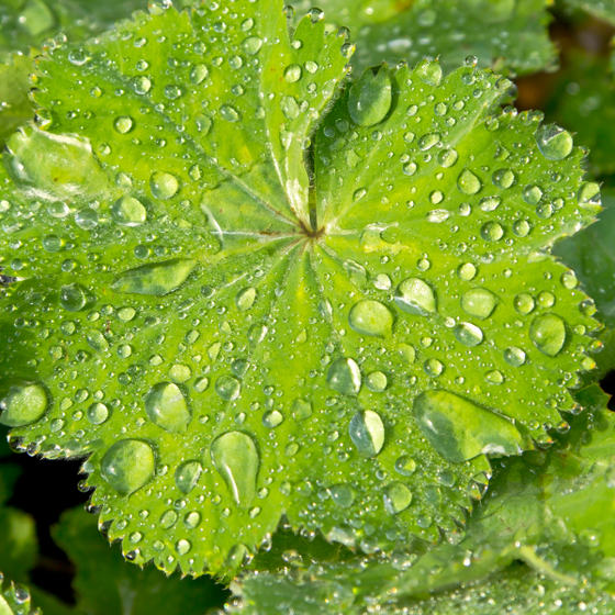 the scalloped leaves of the Lady's Mantle retain water after it rains