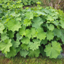 the scalloped leaves of the alchemilla mollis form a short mound