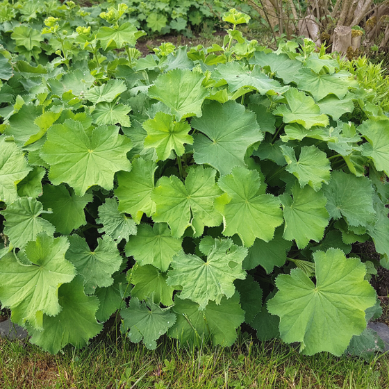 the scalloped leaves of the alchemilla mollis form a short mound