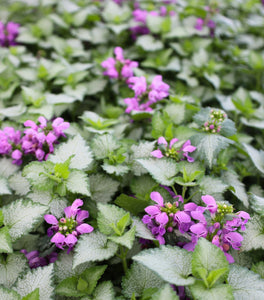 Lamium Orchid Frost