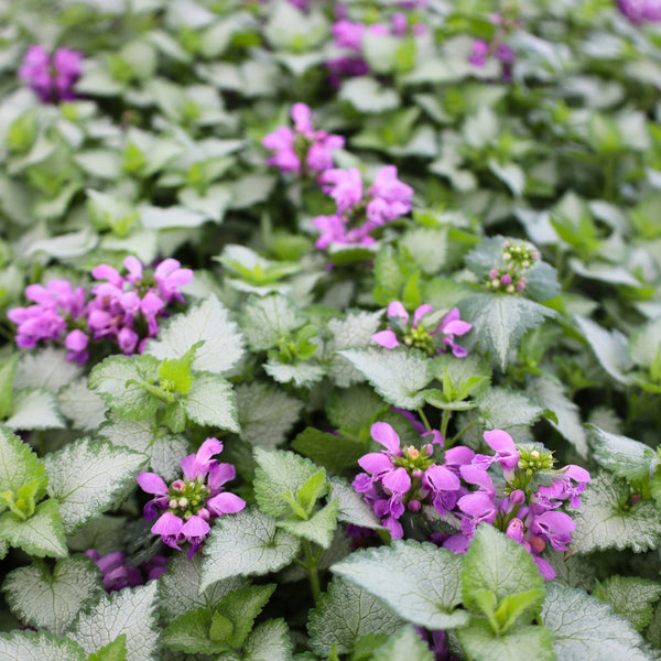 Buy Lamium Orchid Frost Online | Garden Goods Direct